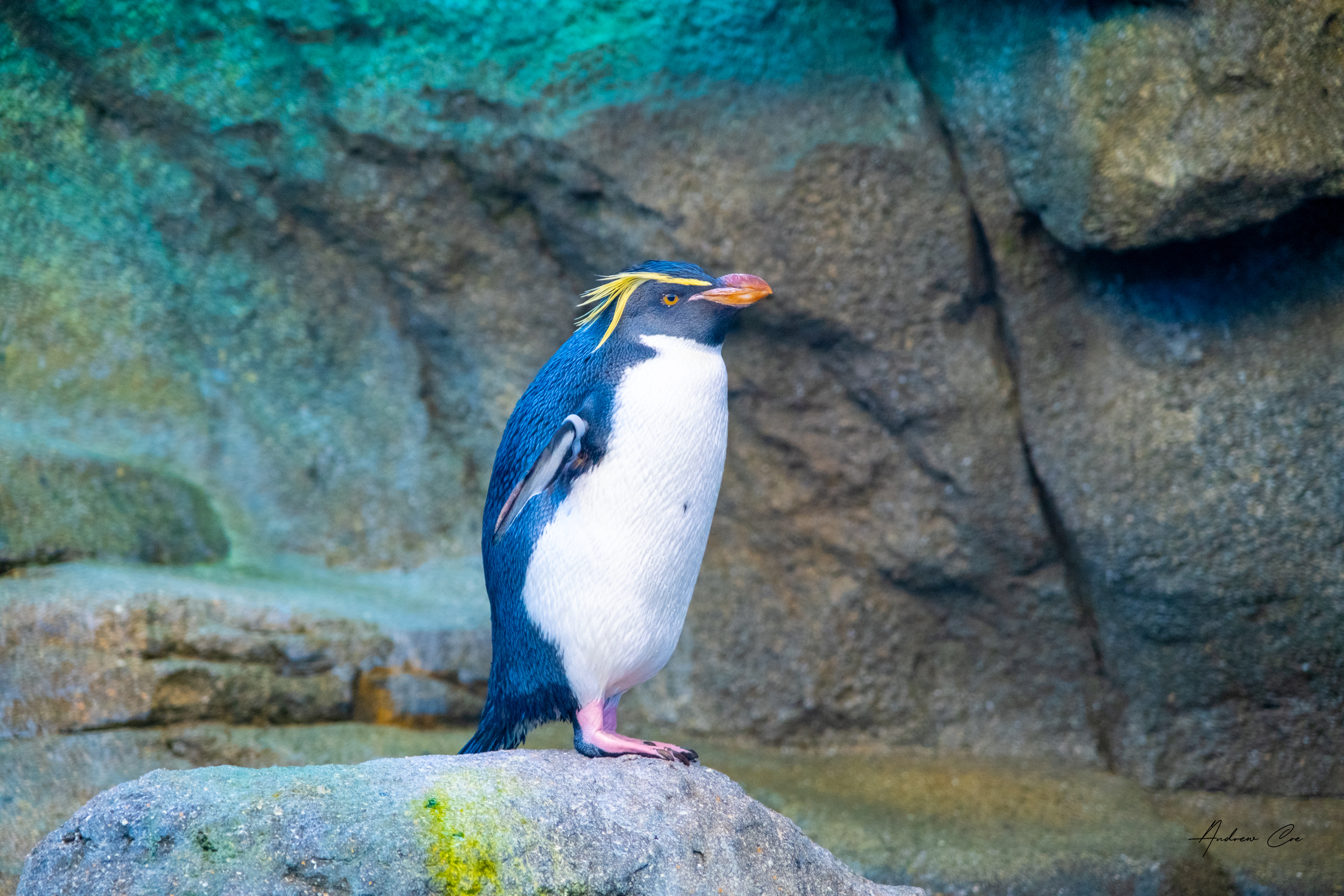 2506 - Calgary Zoo